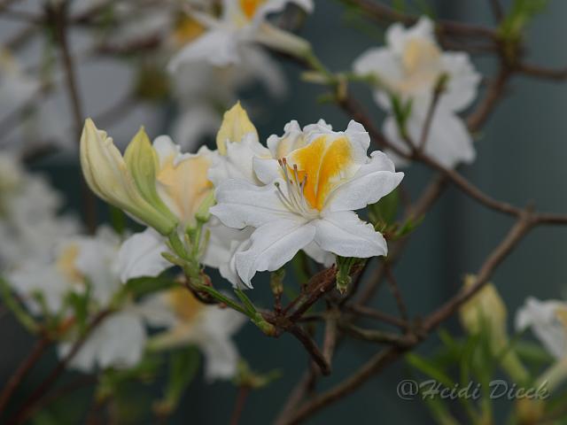 Rhodo Saint Ruan2.JPG